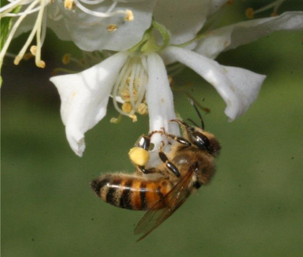 Photo of bees.